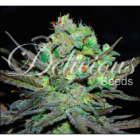 Eleven Roses Auto Eleven Roses Auto