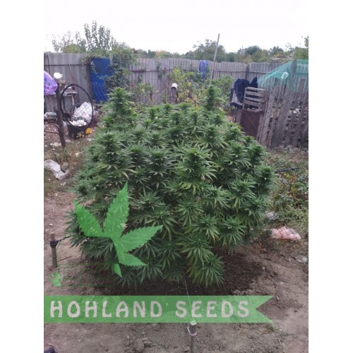 Eleven Roses Early Version Eleven Roses Early Version