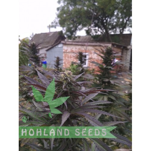 Eleven Roses Early Version Eleven Roses Early Version