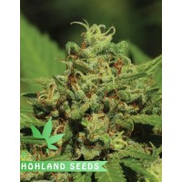 Emerald Fire OG Autoflower Emerald Fire OG Autoflower