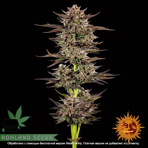 Frosten Zinn x 3 Bears OG Auto