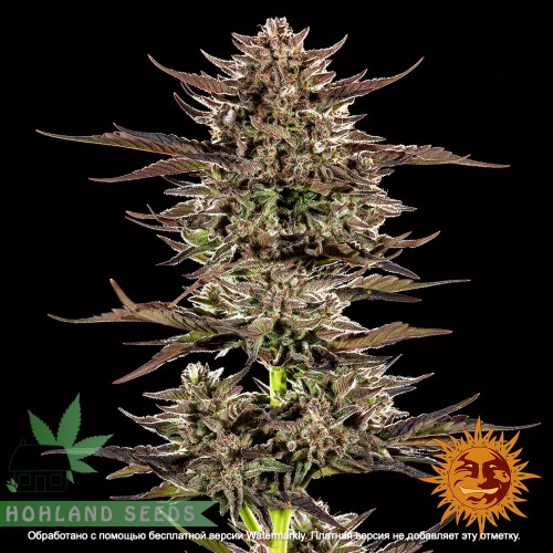 Frosten Zinn x 3 Bears OG Auto