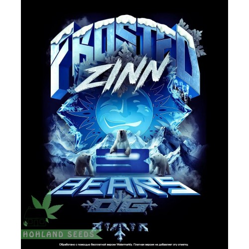 Frosten Zinn x 3 Bears OG Auto
