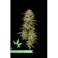 Golden Sands Golden Sands