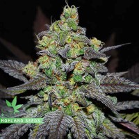 Golosa XL Auto Golosa XL Auto
