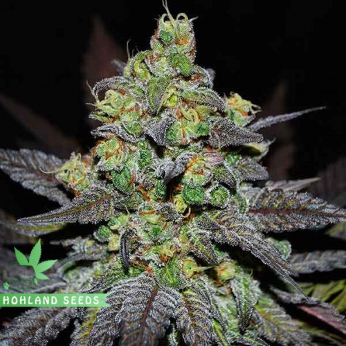 Golosa XL Auto