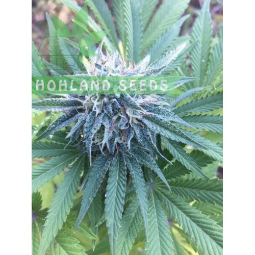 Gorilla Girl XL Auto Gorilla Girl XL Auto