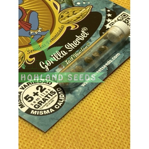 Gorilla Sherbet F1 Fast Version