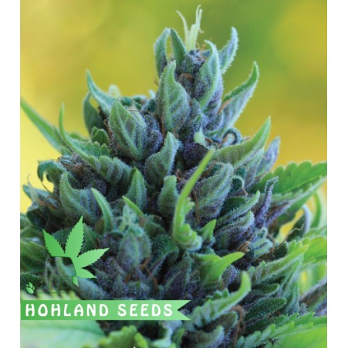 Humboldt Dream Humboldt Dream