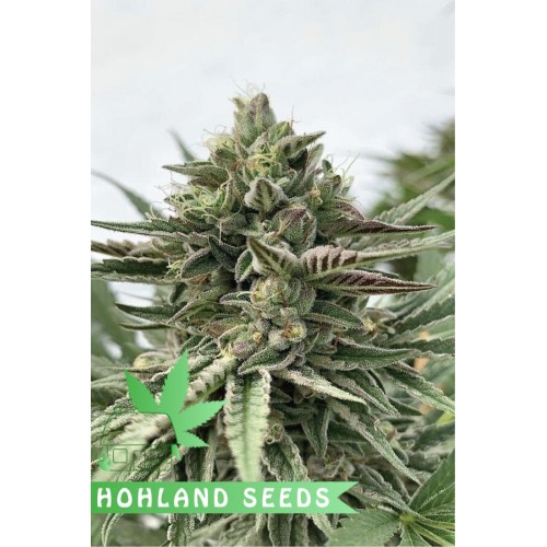 Humboldt Pound Cake Humboldt Pound Cake