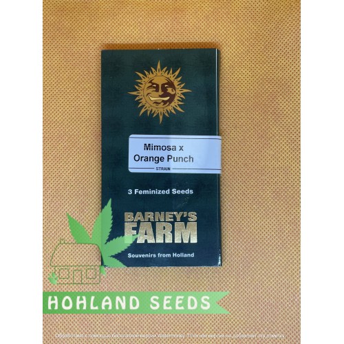 Mimosa x Orang Punch
