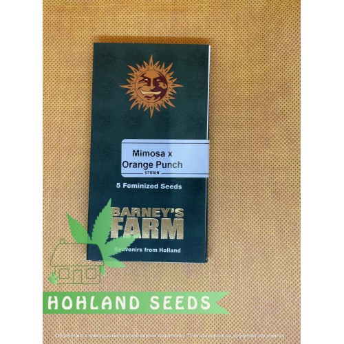 Mimosa x Orang Punch