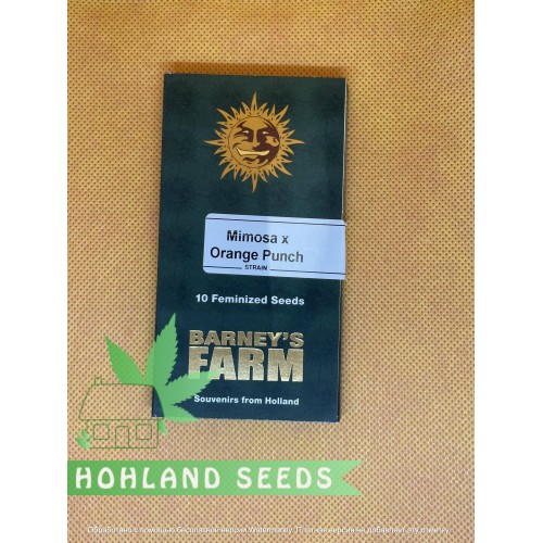 Mimosa x Orang Punch