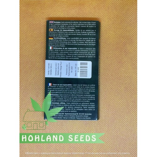 Mimosa x Orang Punch