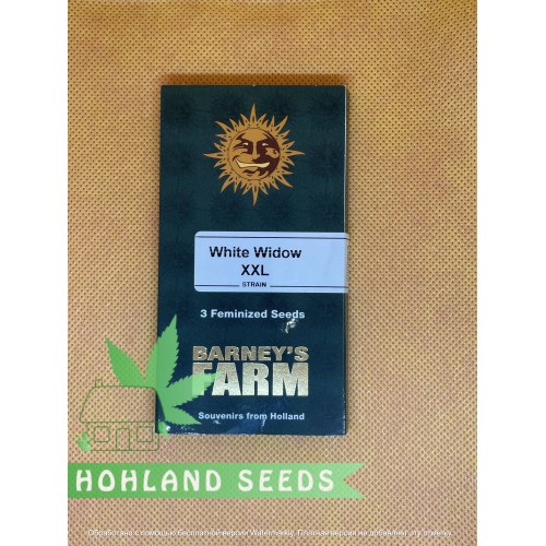 White Widow XXL Feminized