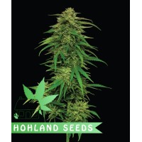Mango Sherbert Autoflower