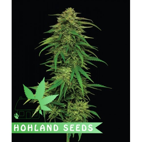 Mango Sherbert Autoflower Mango Sherbert Autoflower