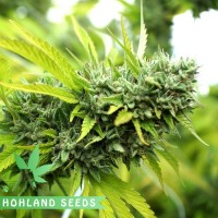 Mango OG Auto Mango OG Auto