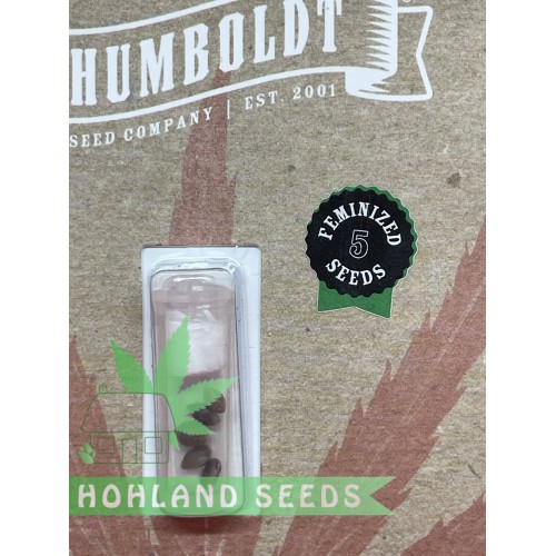 Mango Sherbert Autoflower Mango Sherbert Autoflower