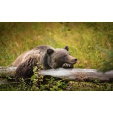 7 сортов каннабиса индика для зимней спячки