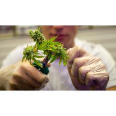 Как правильно собрать урожай марихуаны