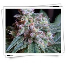 Заказать семена конопли