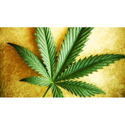 Закон о запрете марихуаны лечебная марихуаной
