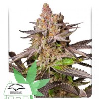 Melonade Runtz Melonade Runtz