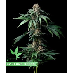 Mendo Breath