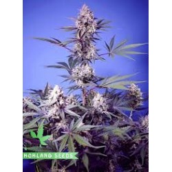 Mental Rainbow F1 Fast Version