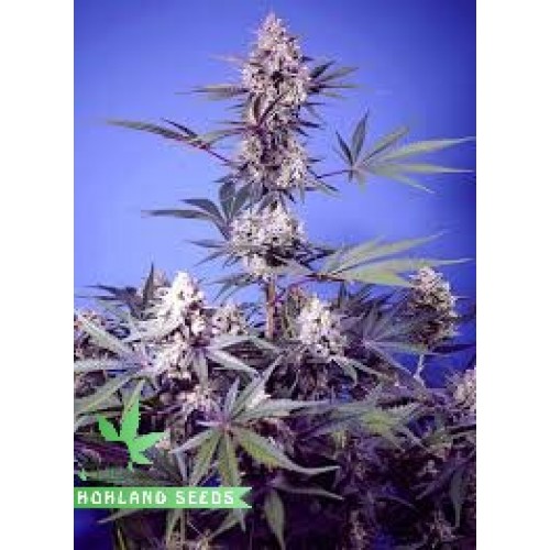 Mental Rainbow F1 Fast Version