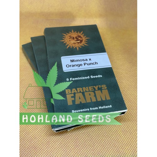 Mimosa x Orang Punch