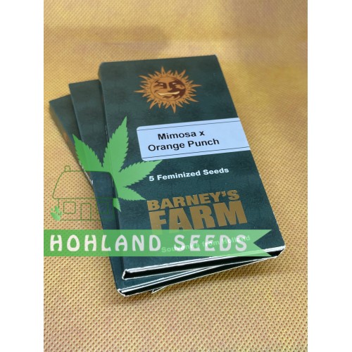 Mimosa x Orang Punch