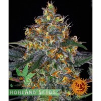 White Widow XXL Auto White Widow XXL Auto