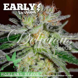 Northern Light Blue Early Version