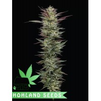 Notorious THC Notorious THC