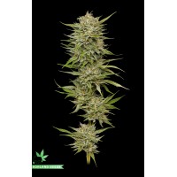 OG Kush Autoflower