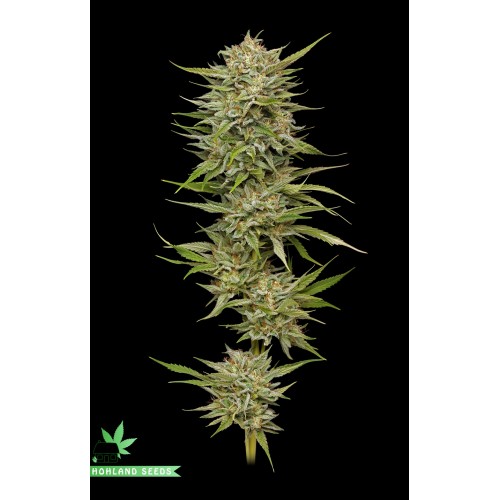 OG Kush Autoflower