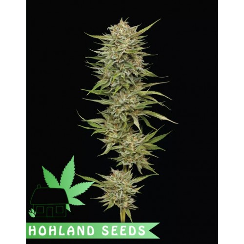 OG Kush OG Kush