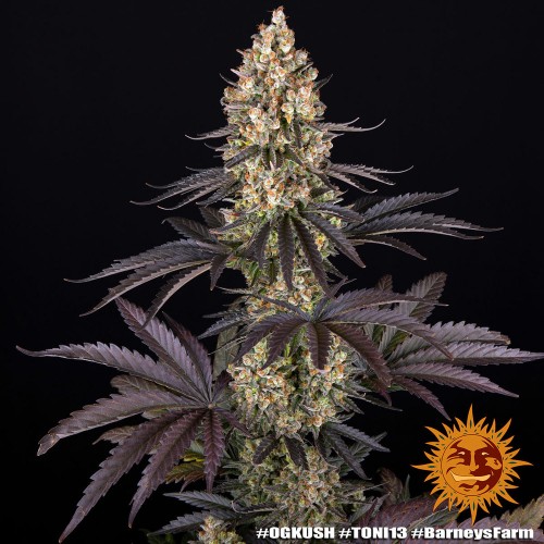 OG Kush OG Kush