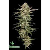 OG Triploid Autoflower
