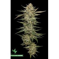 OG Triploid Autoflower