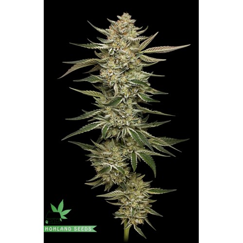 OG Triploid Autoflower