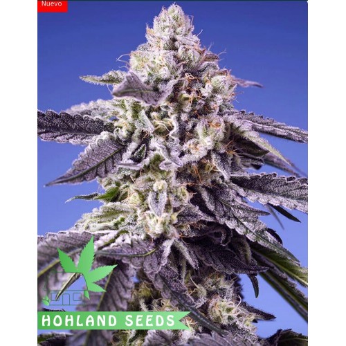 Permanent Jealousy XL Auto