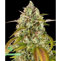 Pineapple Express Auto