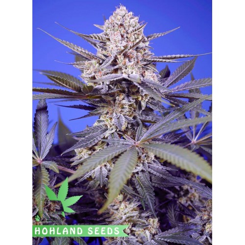 Pineapple Slush XL Auto