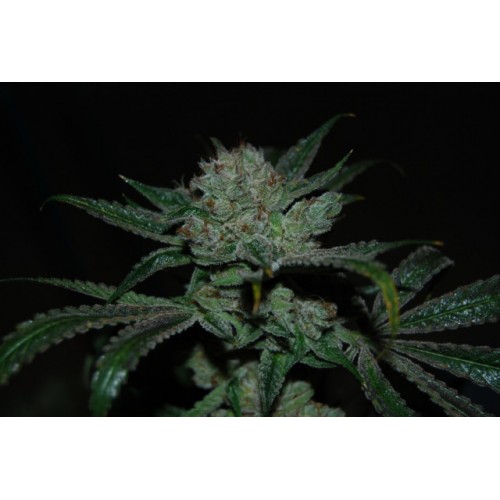 White Alien White Alien