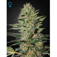 Exodus Cheese Auto