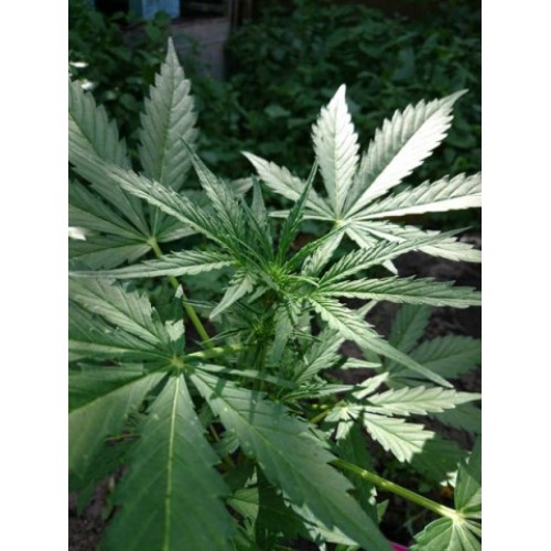 Auto Night Queen
