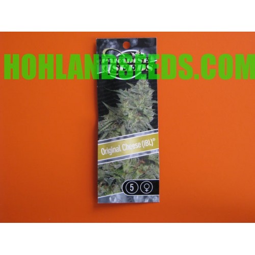 Original Cheese (IBL)